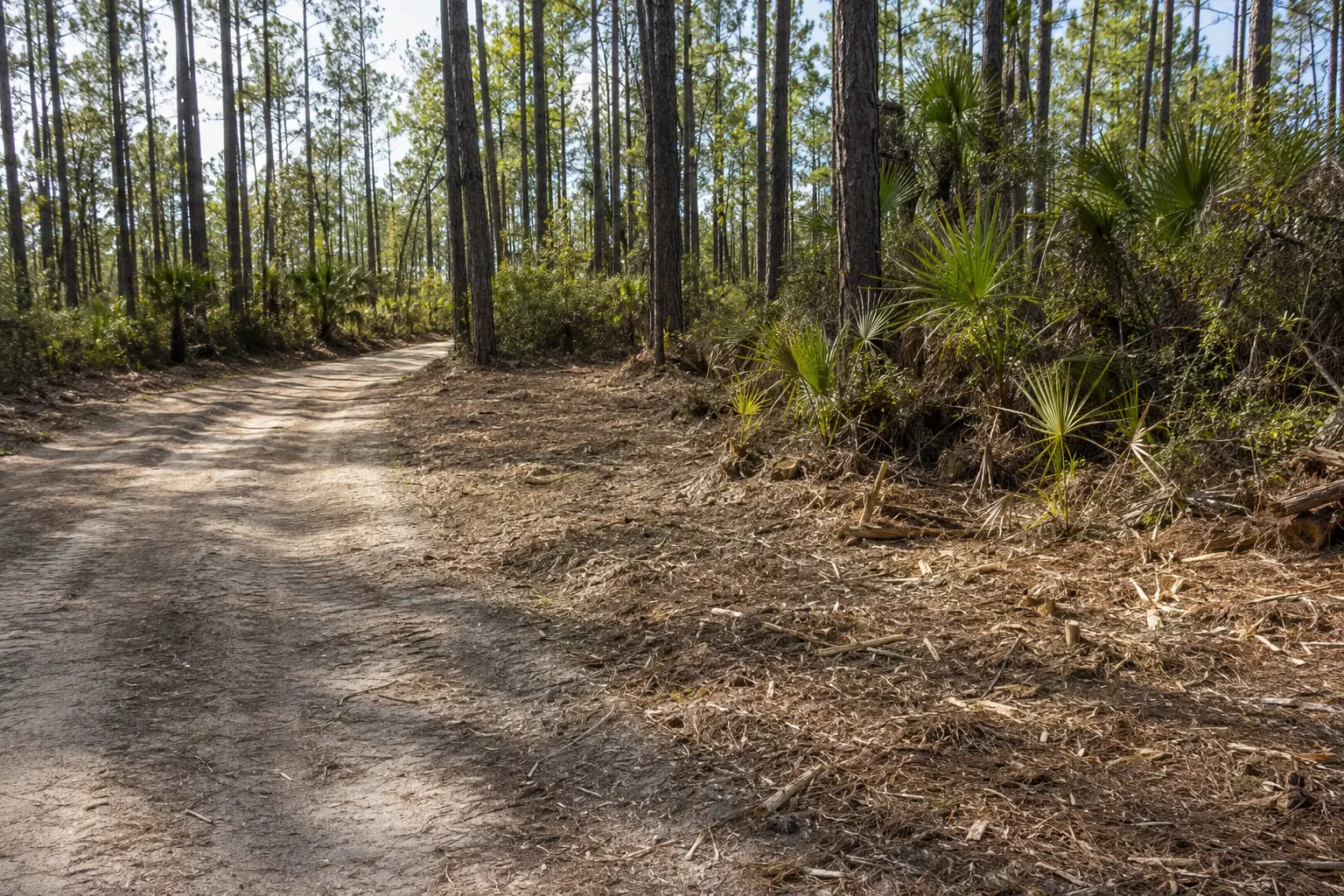 Reclaimed access corridor and mulched brush edge on a North Florida property